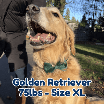 75lb_golden_retriever_in_size_XL_peacock_green_velvet_dog_collar