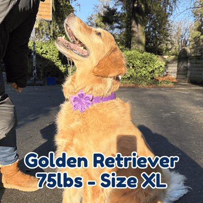 75lb_golden_retriever_in_size_XL_purple_blossom_dog_collar