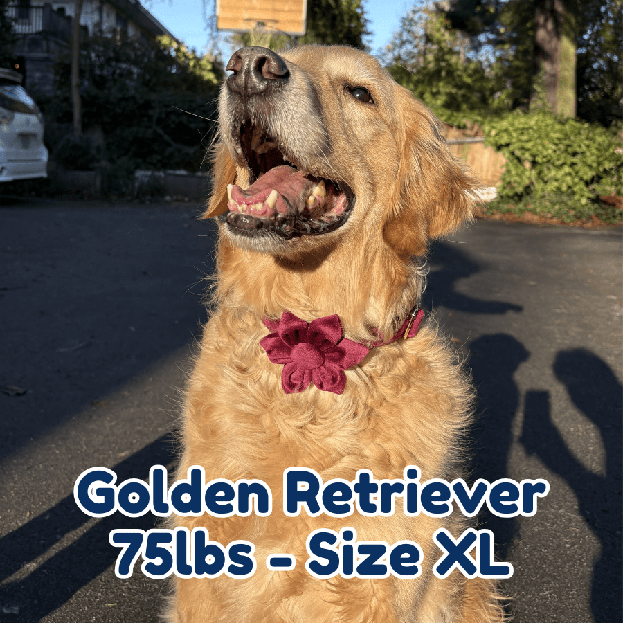 75lb_golden_retriever_in_size_XL_red_wine_blossom_dog_collar
