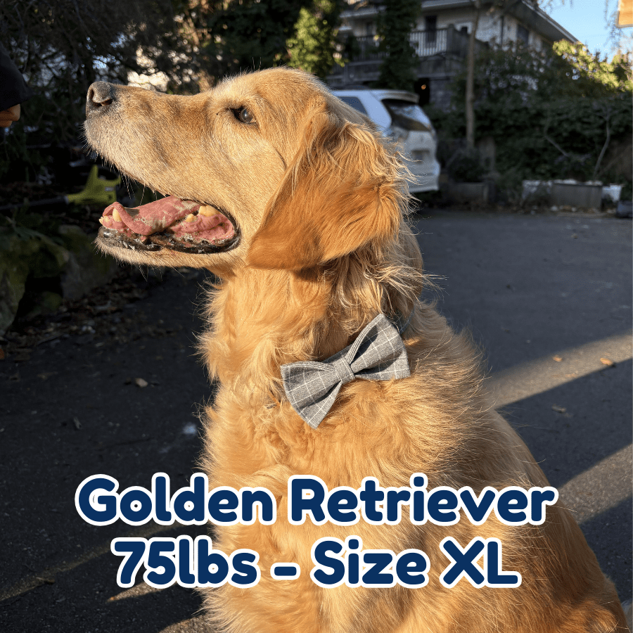 75lb_golden_retriever_in_size_XL_smokey_plaid_dog_collar