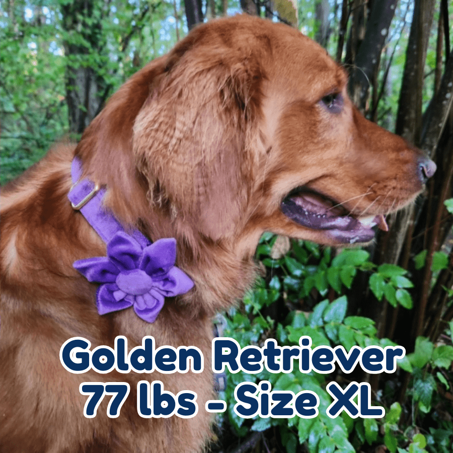 77lb_golden_retriever_in_size_XL_purple_blossom_dog_collar