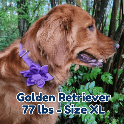 77lb_golden_retriever_in_size_XL_purple_blossom_dog_collar