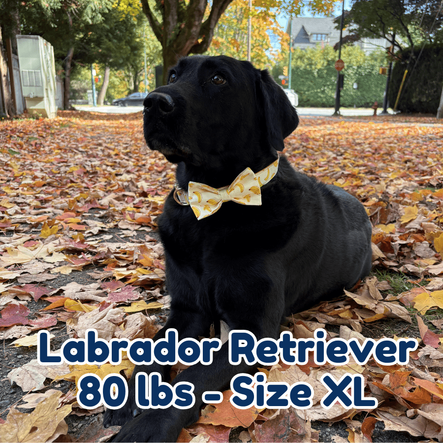 80lb_labrador_retriever_in_size_XL_banana_mood_dog_collar