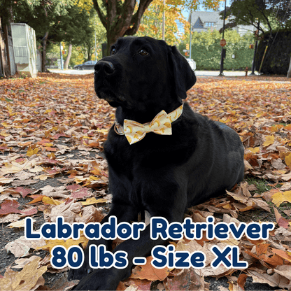 80lb_labrador_retriever_in_size_XL_banana_mood_dog_collar
