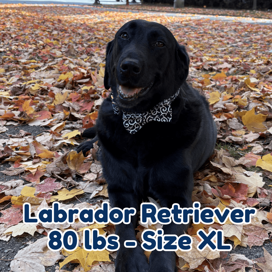80lb_labrador_retriever_in_size_XL_black_fire_dog_collar