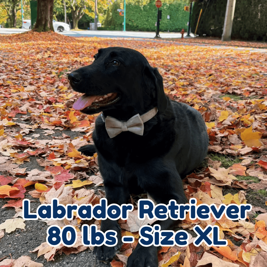 80lb_labrador_retriever_in_size_XL_grey_velvet_dog_collar