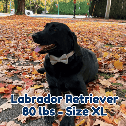 80lb_labrador_retriever_in_size_XL_grey_velvet_dog_collar