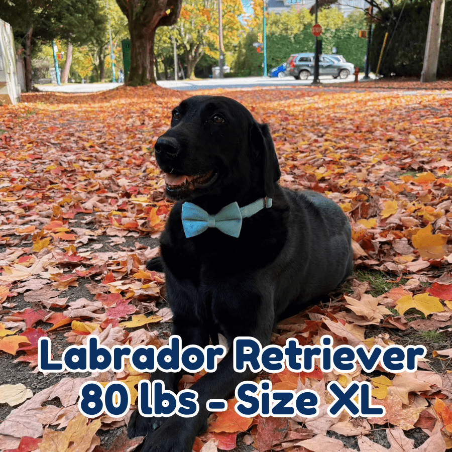 80lb_labrador_retriever_in_size_XL_matcha_blossom_dog_collar