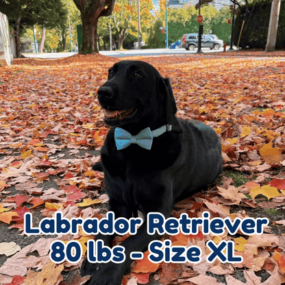 80lb_labrador_retriever_in_size_XL_matcha_blossom_dog_collar
