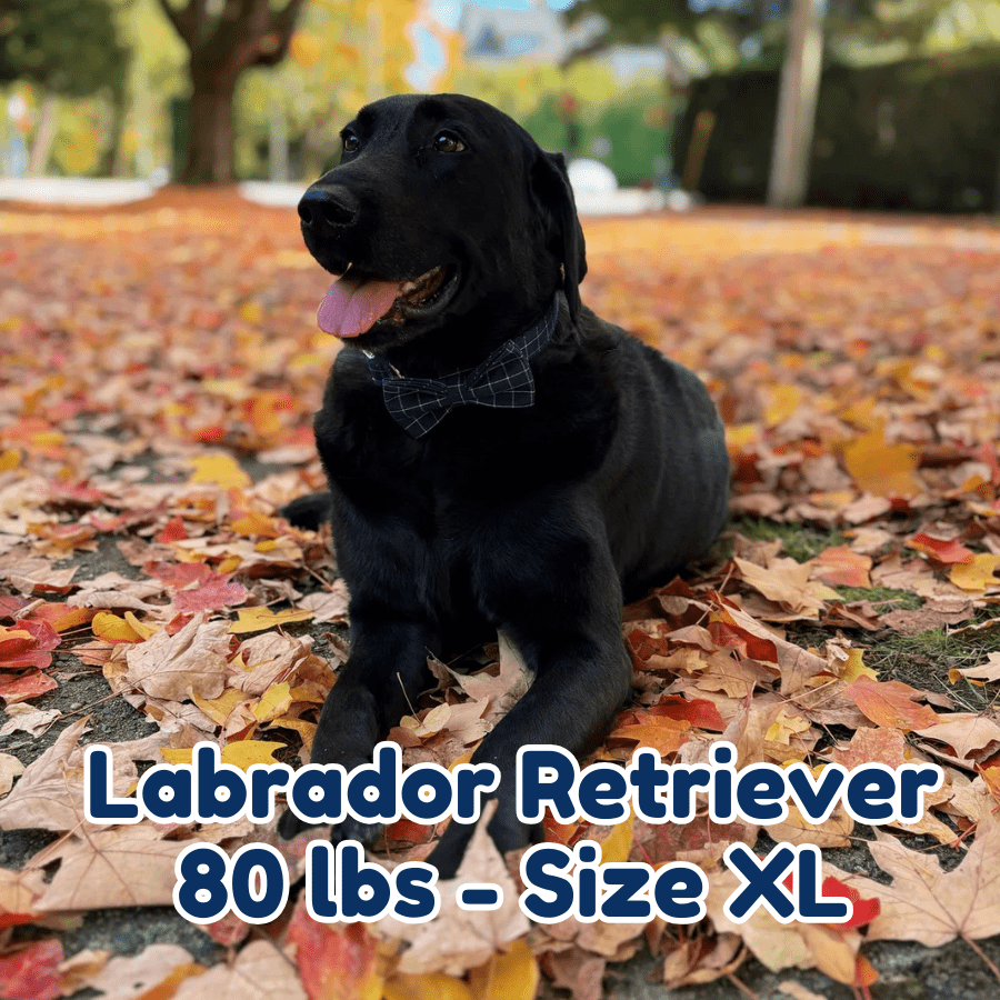 80lb_labrador_retriever_in_size_XL_midnight_dream_dog_collar