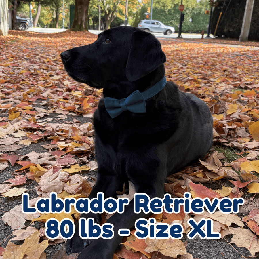 80lb_labrador_retriever_in_size_XL_pine_green_velvet_dog_collar