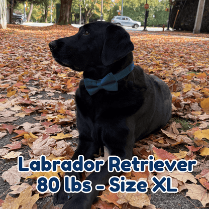 80lb_labrador_retriever_in_size_XL_pine_green_velvet_dog_collar
