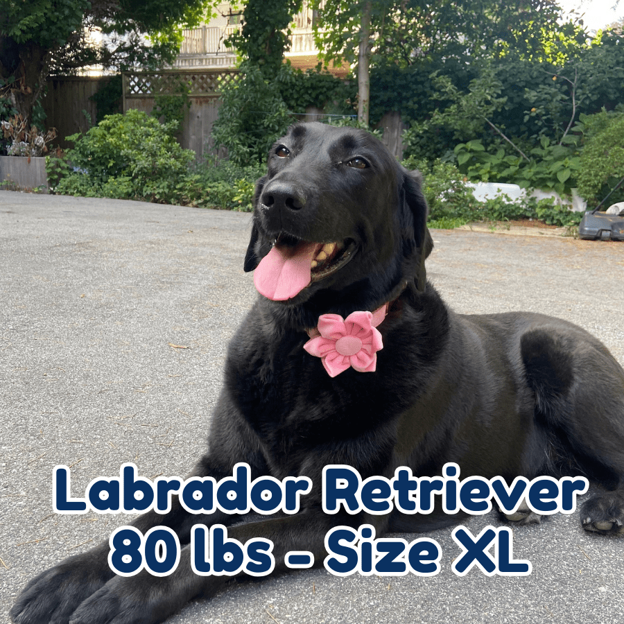 80lb_labrador_retriever_in_size_XL_pink_blossom_dog_collar