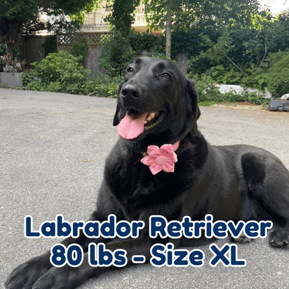 80lb_labrador_retriever_in_size_XL_pink_blossom_dog_collar
