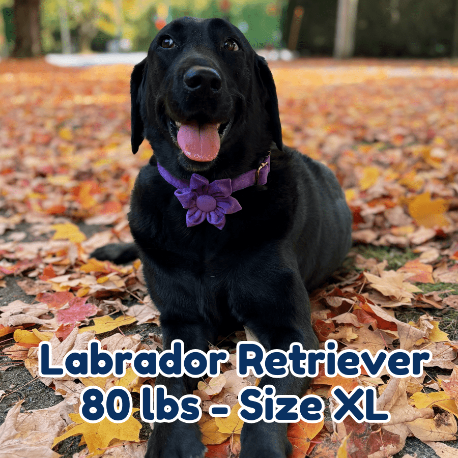 80lb_labrador_retriever_in_size_XL_purple_blossom_dog_collar