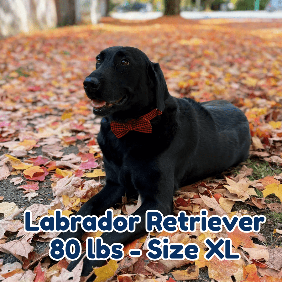 80lb_labrador_retriever_in_size_XL_red_gentleman_dog_collar