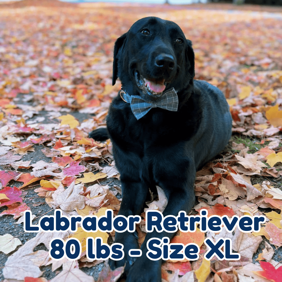 80lb_labrador_retriever_in_size_XL_smokey_plaid_dog_collar