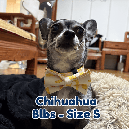 8lb_chihuahua_in_size_S_banana_mood_dog_collar
