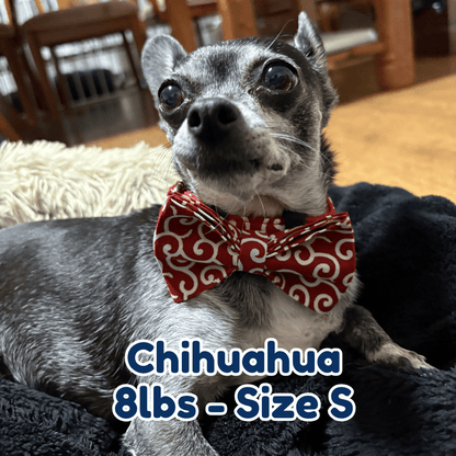8lb_chihuahua_in_size_S_blazing_fire_dog_collar_771de442-0b2c-42f5-b877-0eb9a7a5e379