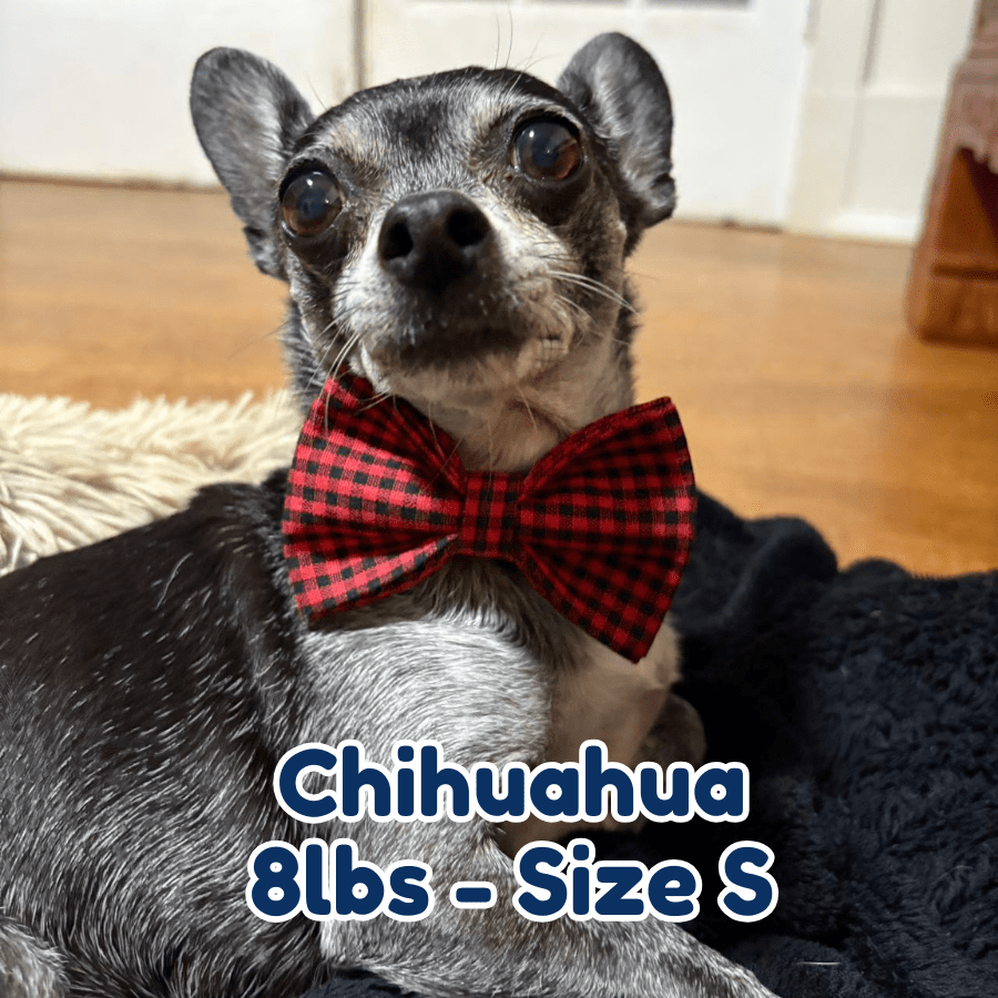 8lb_chihuahua_in_size_S_red_gentleman_dog_collar