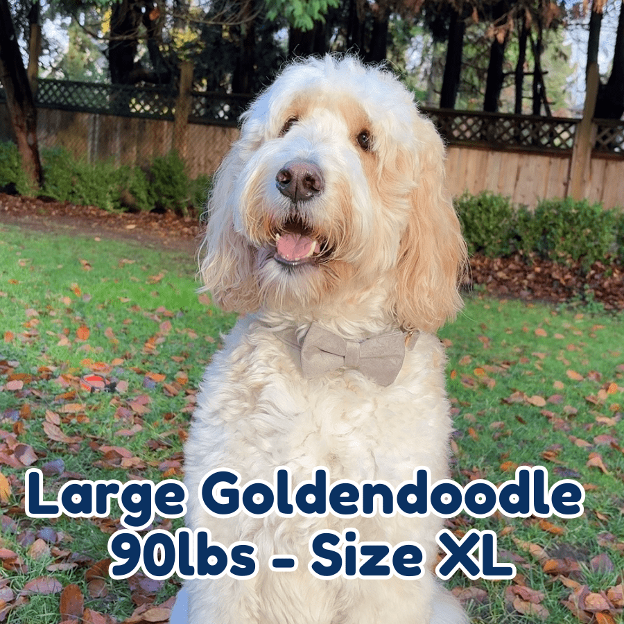90lb_goldendoodle_in_size_XL_grey_velvet_dog_collar