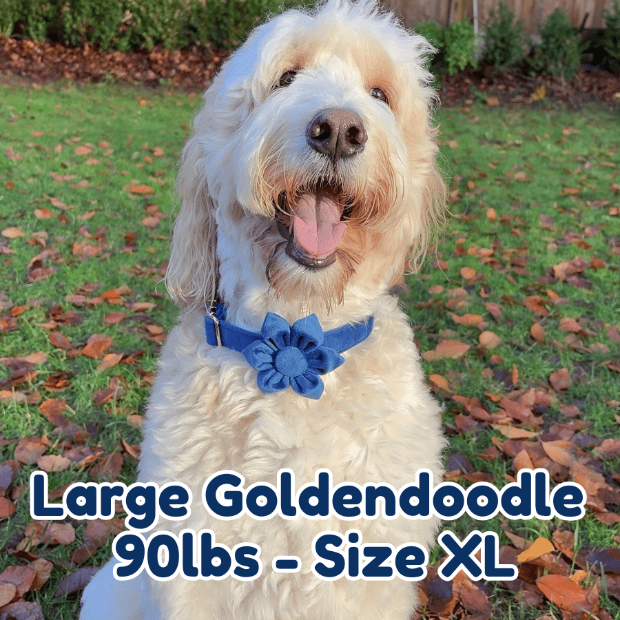 90lb_goldendoodle_in_size_XL_indigo_blossom_dog_collar
