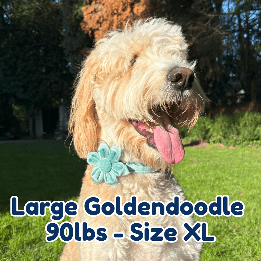 90lb_goldendoodle_in_size_XL_matcha_blossom_dog_collar