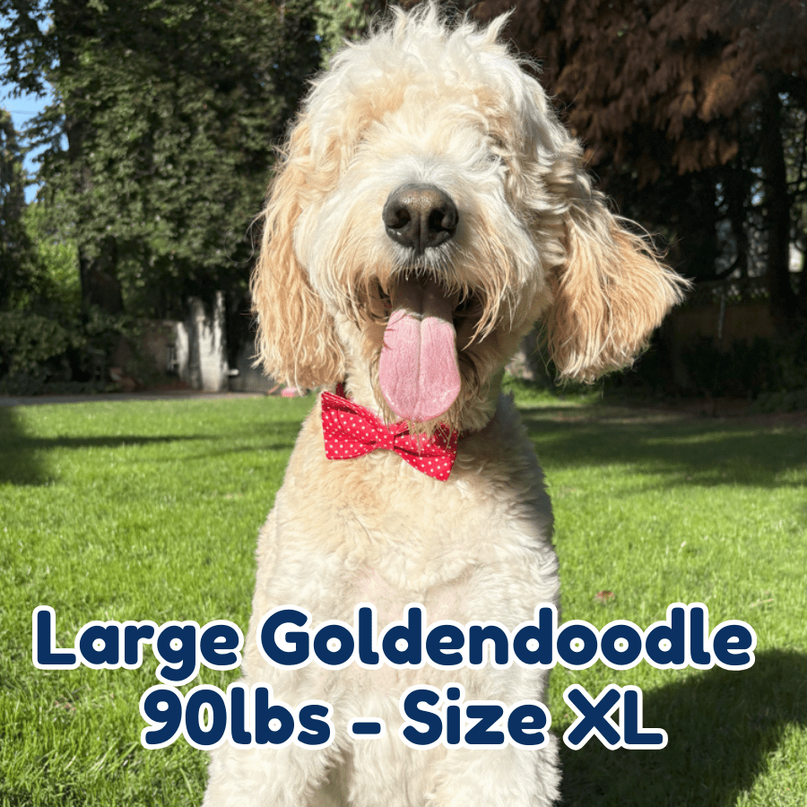 90lb_goldendoodle_in_size_XL_polka_paws_dog_collar