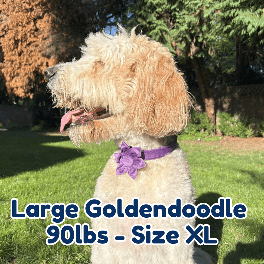 90lb_goldendoodle_in_size_XL_purple_blossom_dog_collar