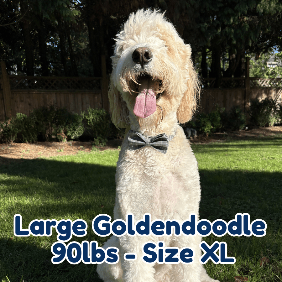 90lb_goldendoodle_in_size_XL_smokey_plaid_dog_collar