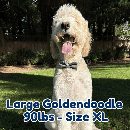 90lb_goldendoodle_in_size_XL_smokey_plaid_dog_collar