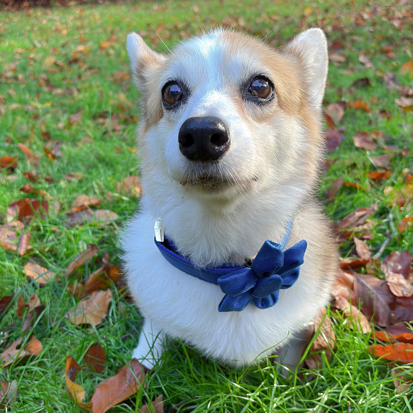 Indigo Blossom Collar - Moonpetal