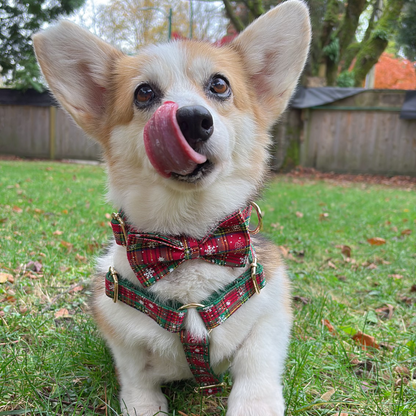 Christmas Vibe Dog Harness