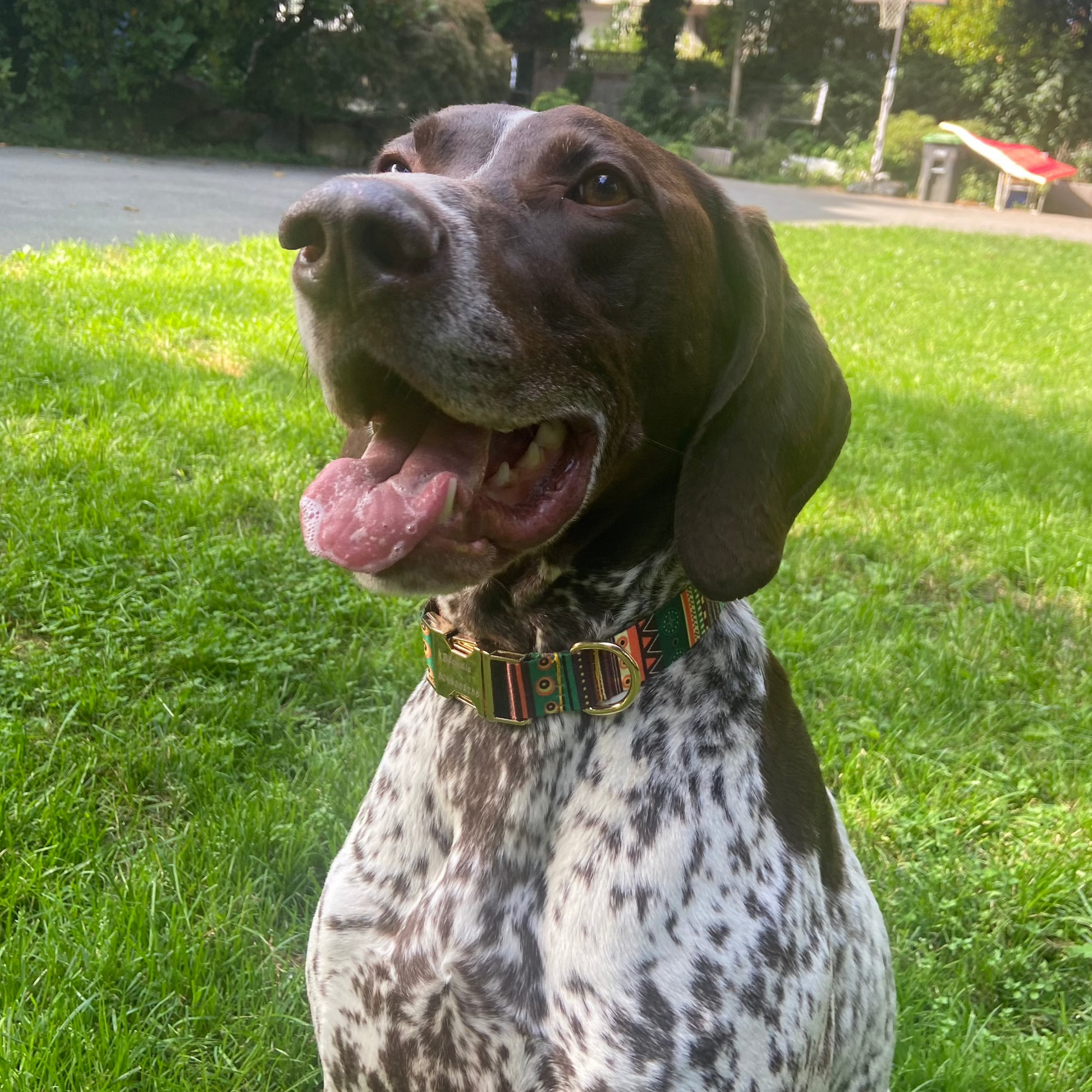 German Shorthaired Pointer in Bohemian Style Dog collar