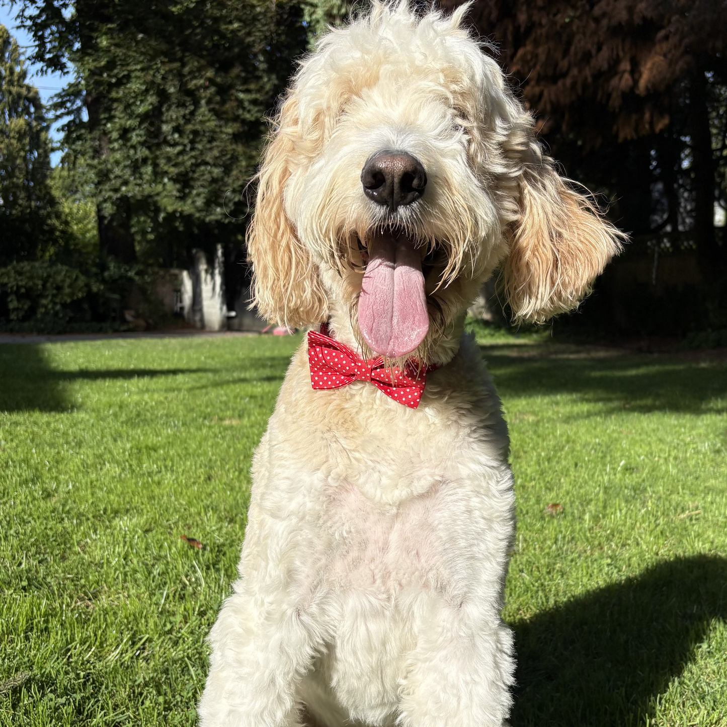 Polka Paws Collar - Dotty