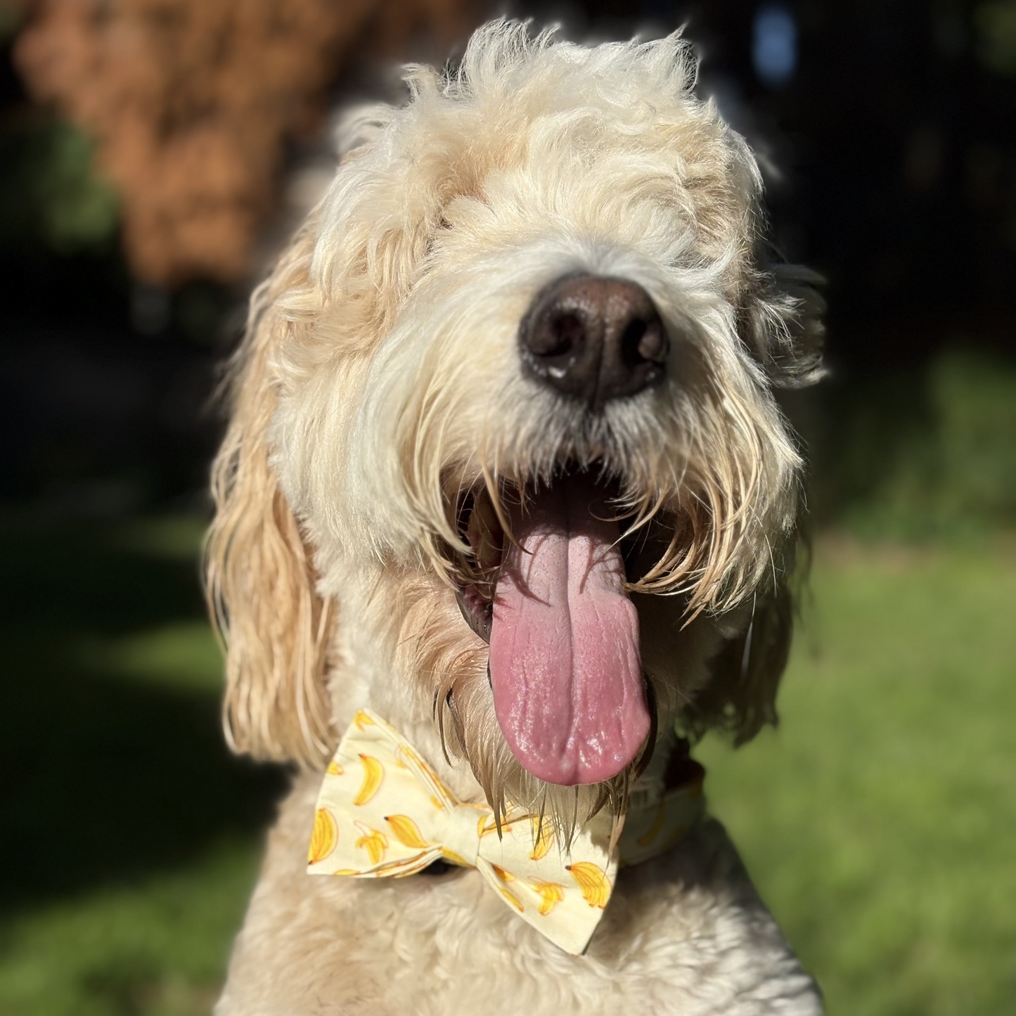 Banana Mood Collar - Sunny