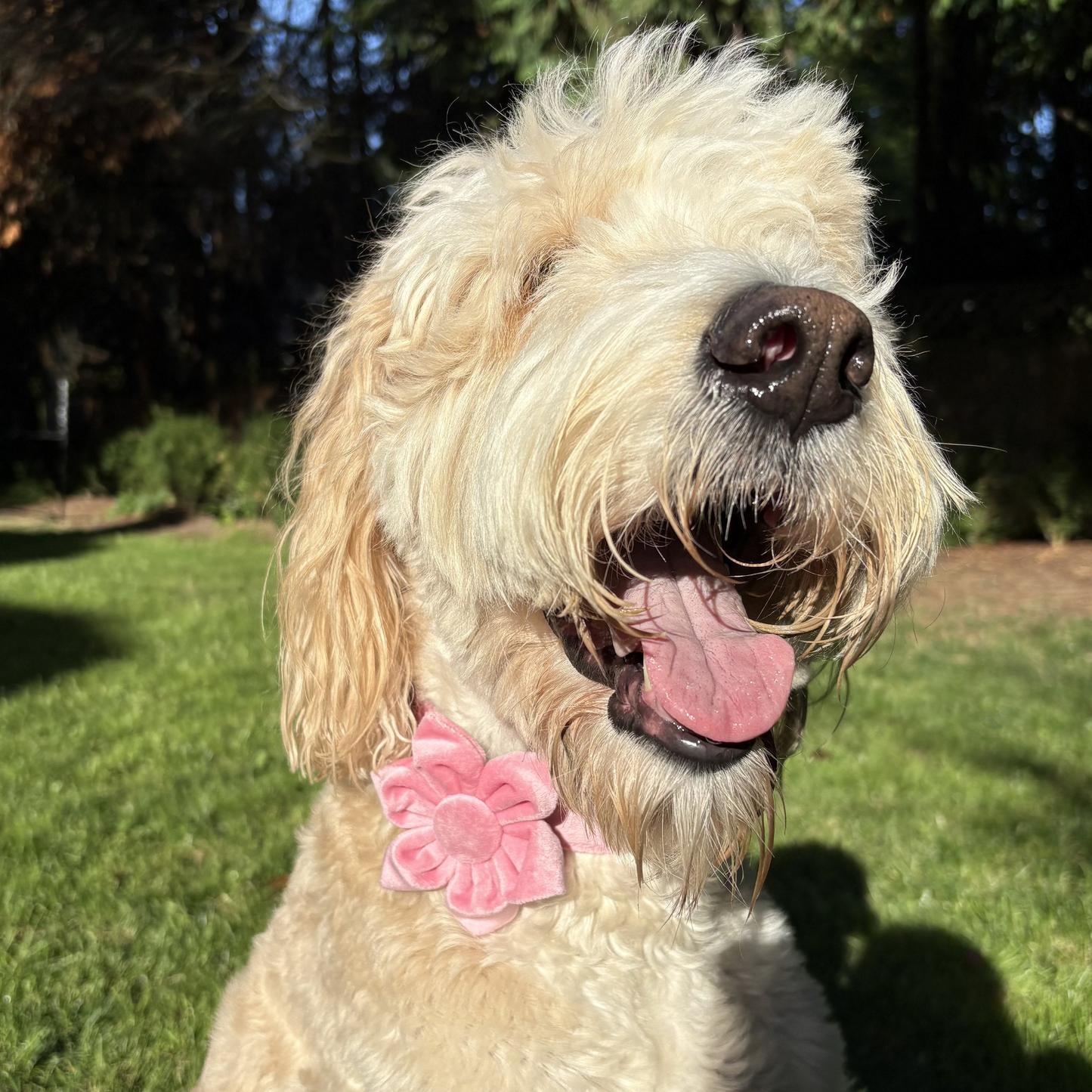 Pink Blossom Collar - Rosie