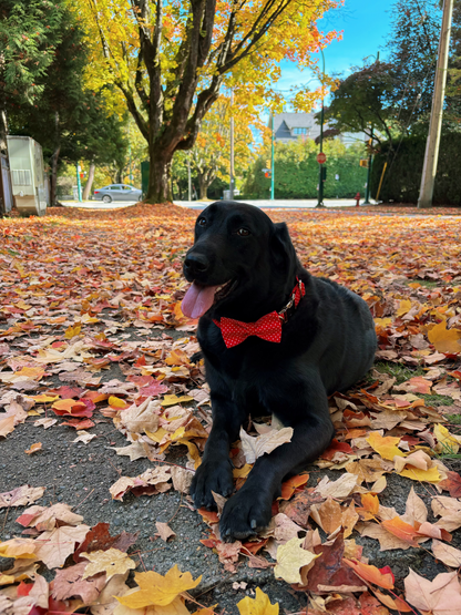 Polka Paws Collar - Dotty