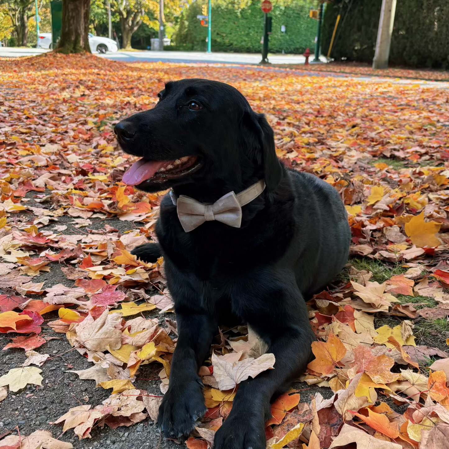 Grey Velvet Collar - Storm