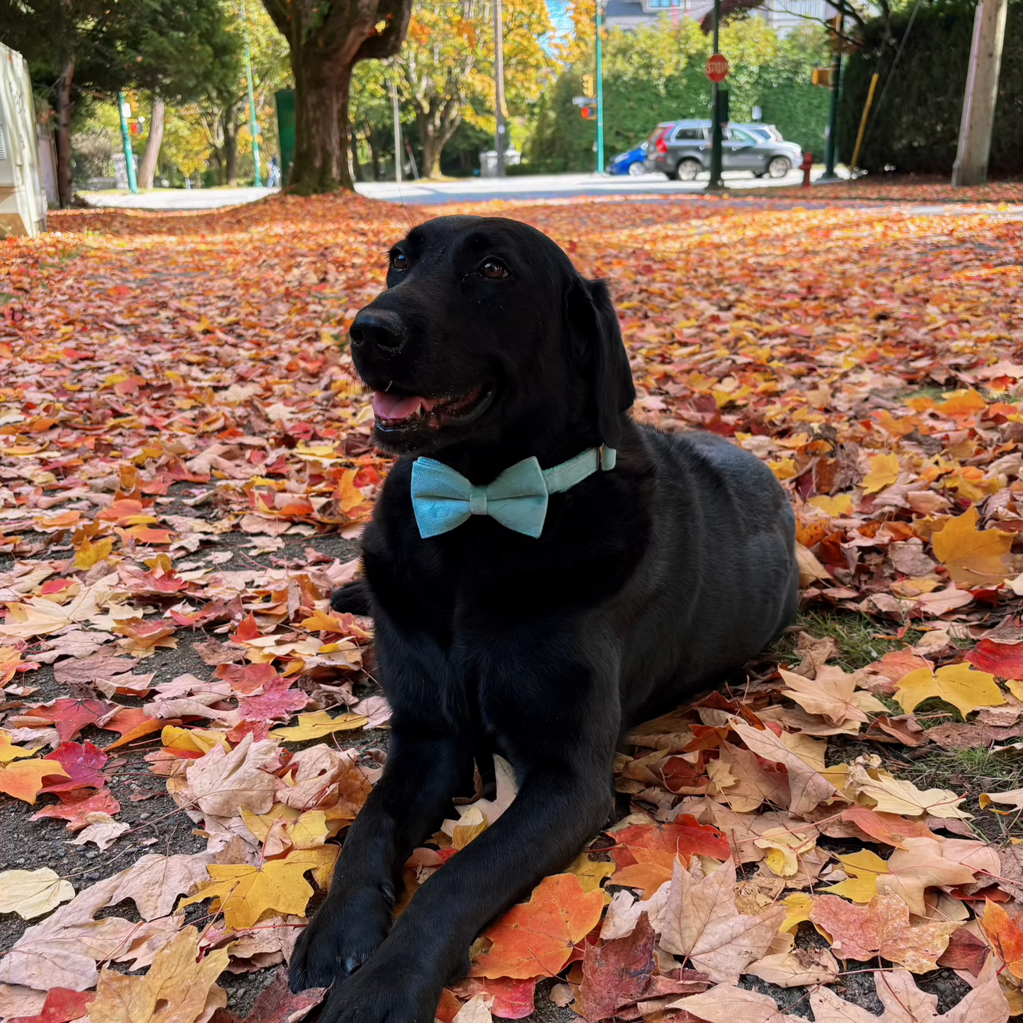 Matcha Velvet Collar - Ivy