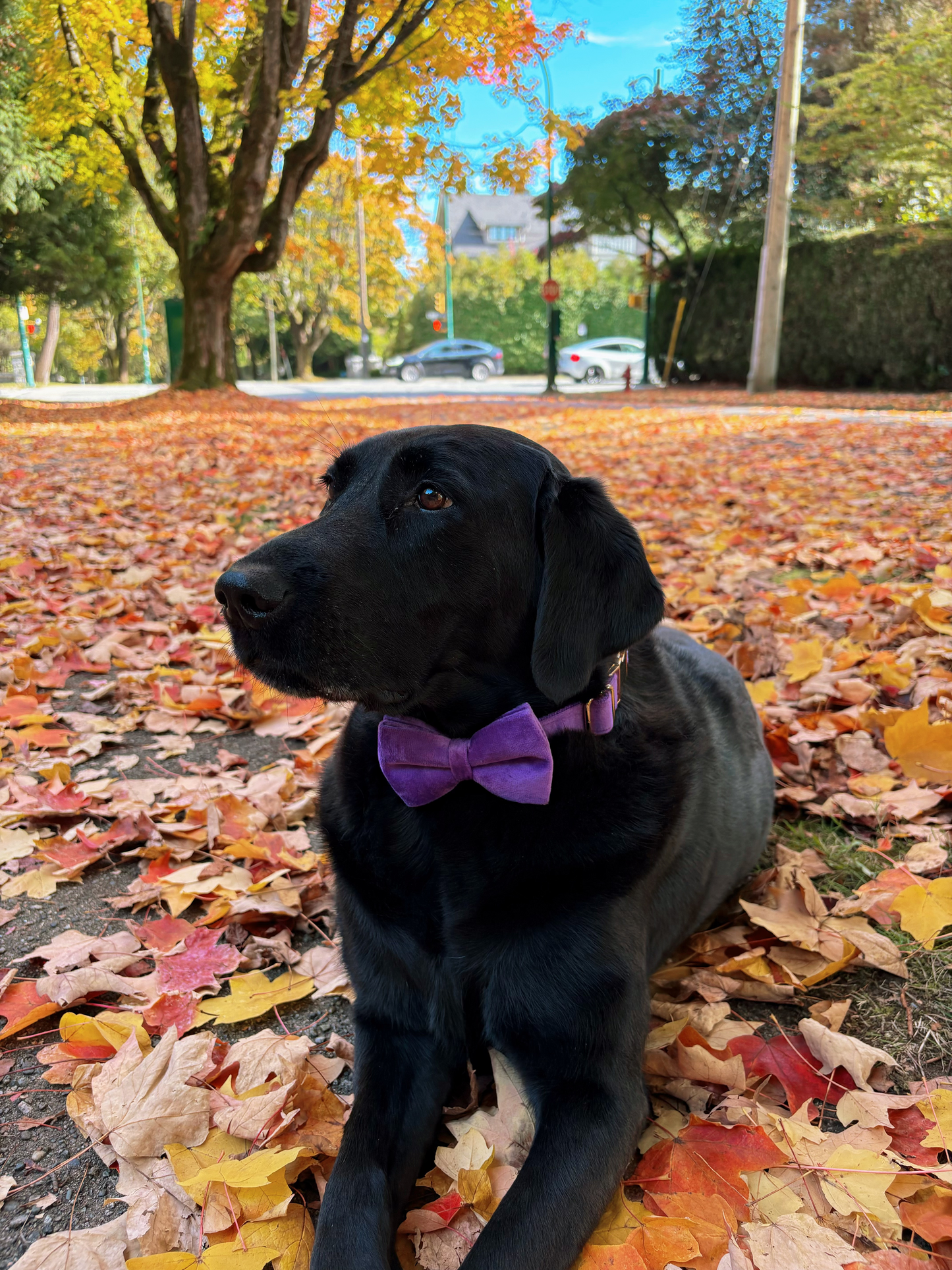 Purple Velvet Collar - Lilac