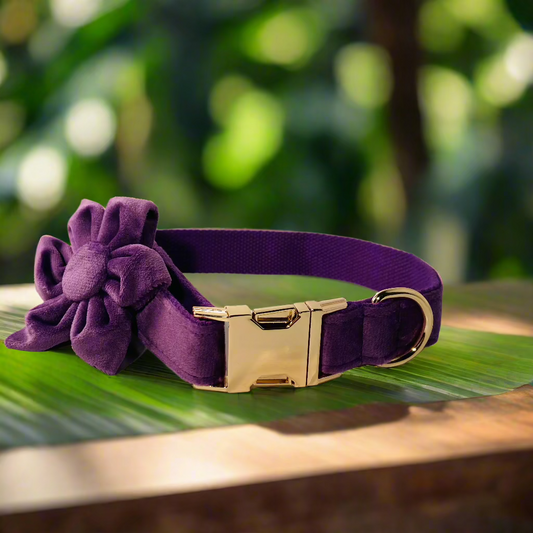 purple flower dog collar