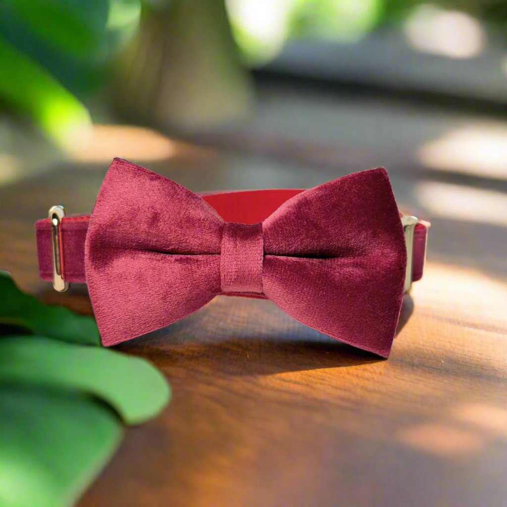 red wine bow tie dog collar