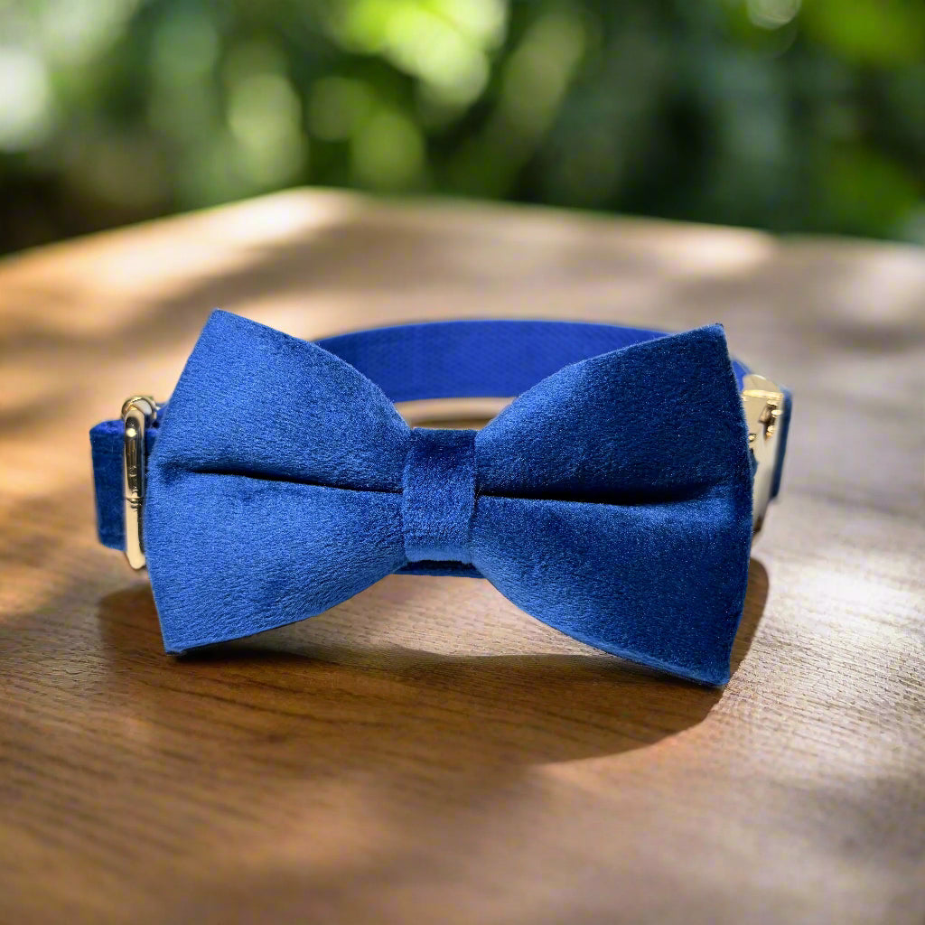 Indigo Velvet Dog ID Collar with bow tie side view