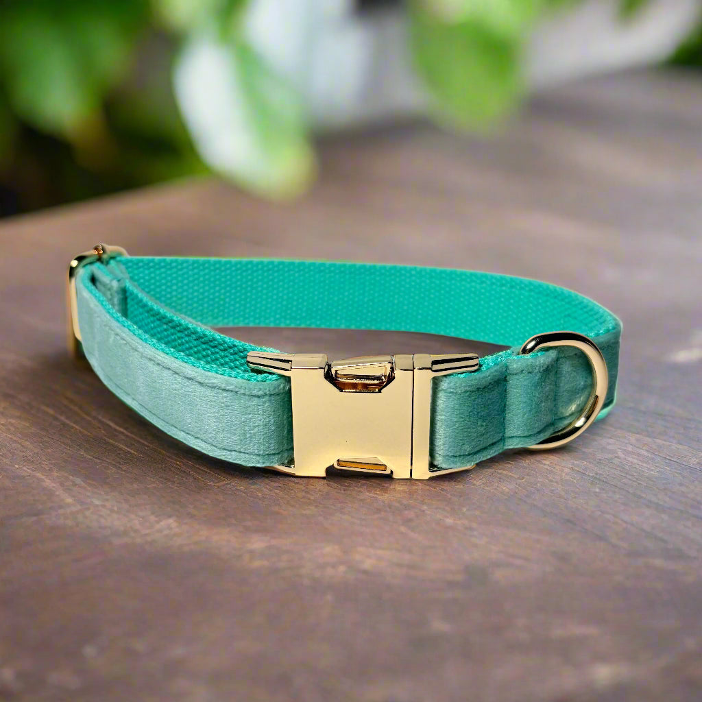 Matcha Blossom Dog ID Collar without bow tie front view