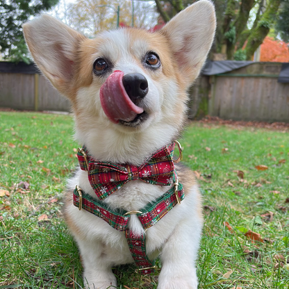 corgi in holiday vibe mega bundle