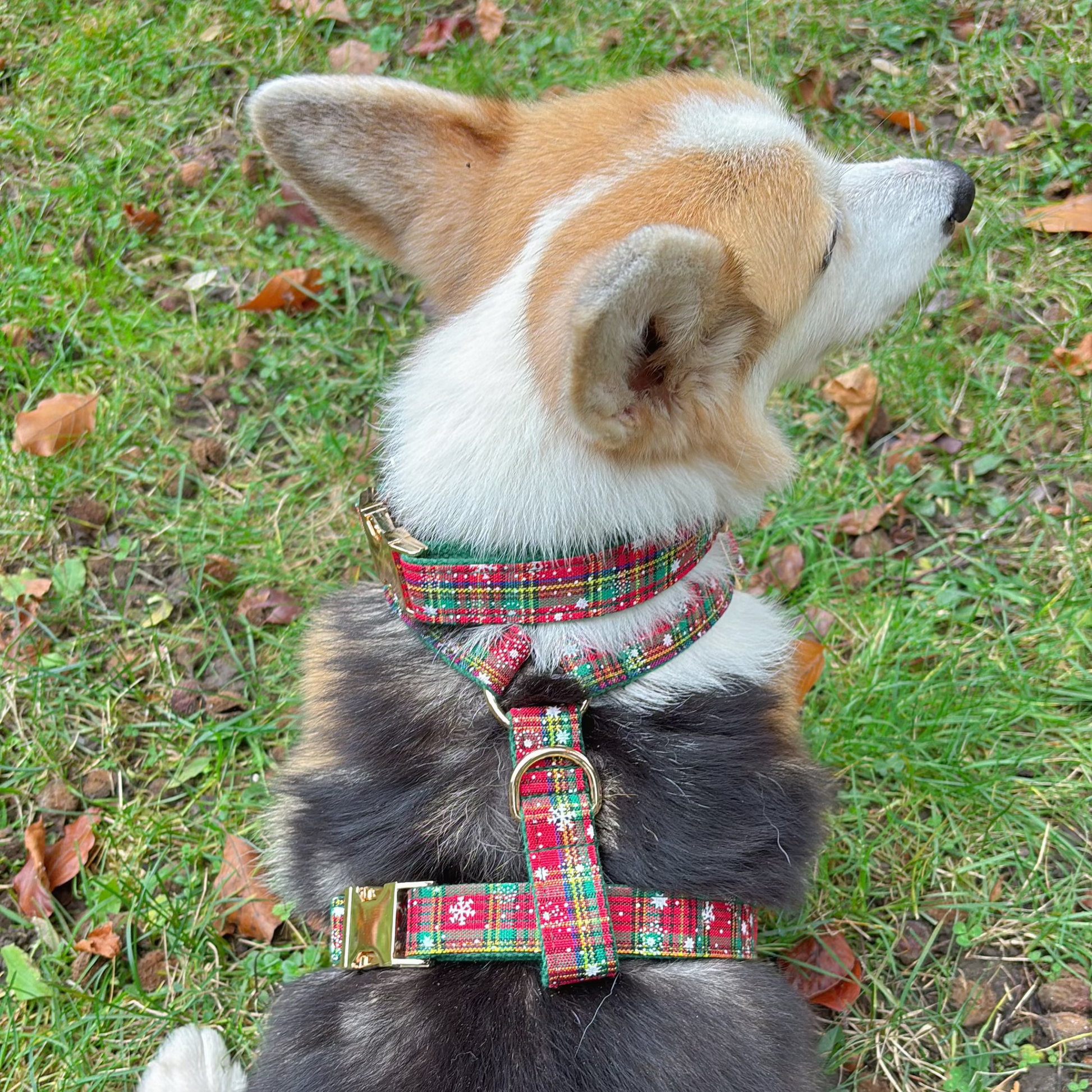 corgi in holiday vibe mega bundle back view