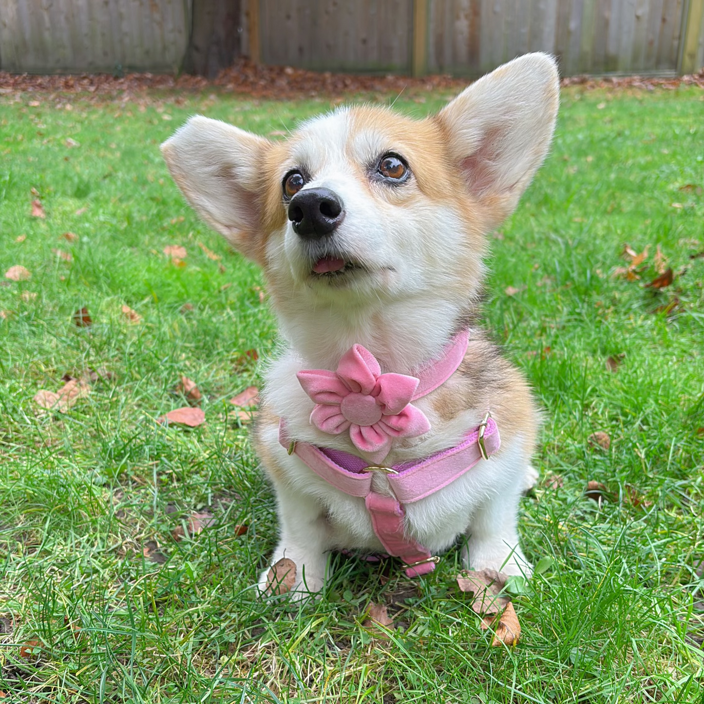 corgi in pink blossom dog harness and collar