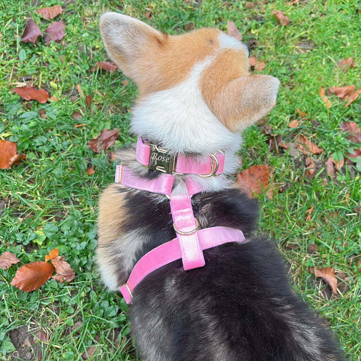 corgi in pink blossom dog harness and collar back view
