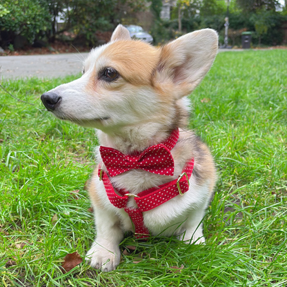 corgi in polka paws dog harness and colla
